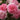 Close-up of pink roses with layered petals and green foliage in a garden setting.