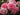 Close-up of pink roses with layered petals and green foliage in a garden setting.