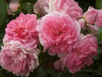 Arborose® Jasmina™