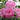 Pink garden roses in full bloom with layered ruffled petals, surrounded by green leaves in a natural outdoor setting.