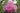 Pink garden roses in full bloom with layered ruffled petals, surrounded by green leaves in a natural outdoor setting.