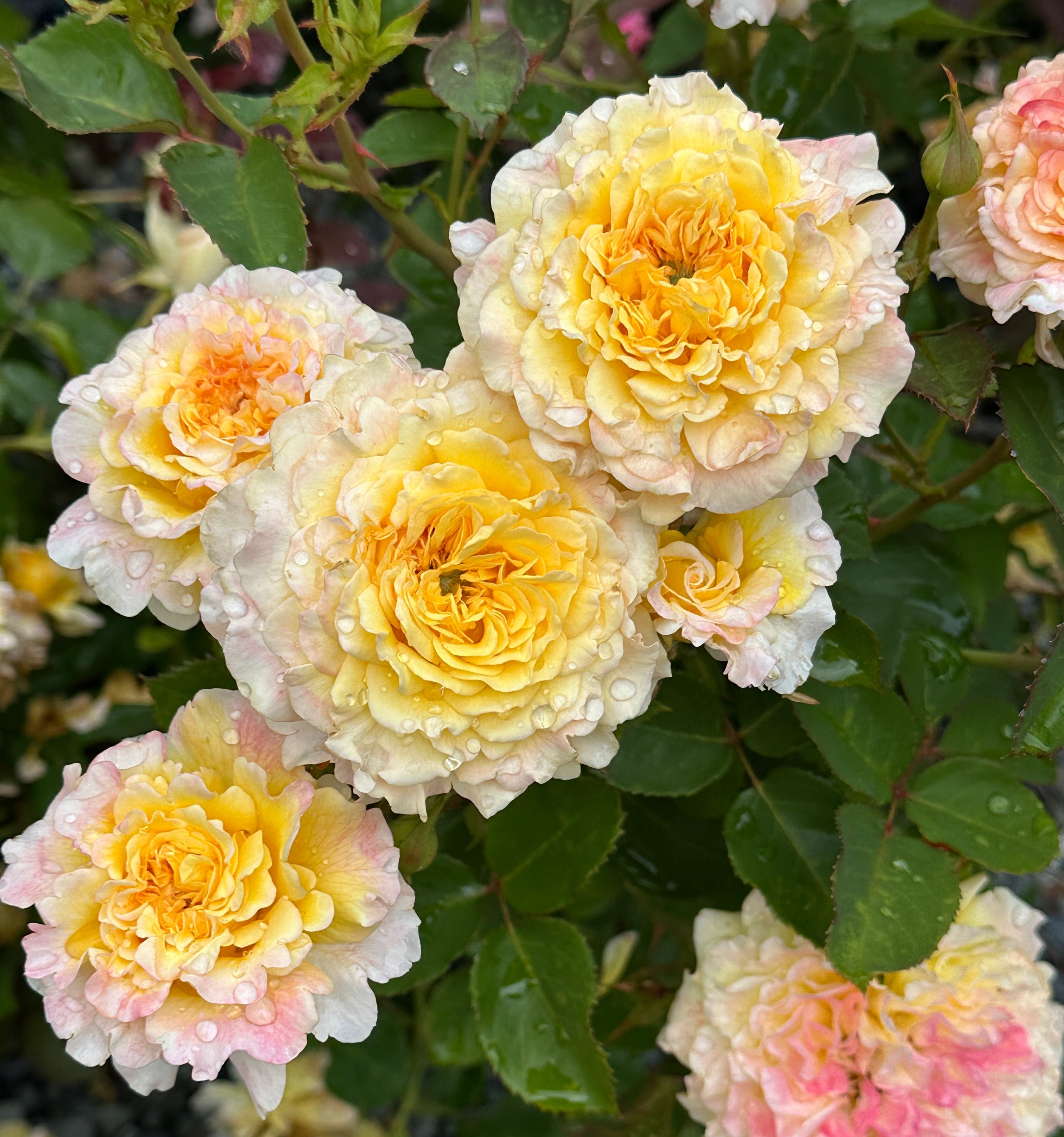 Jason With Roses Jason's Resolve – Lakeview Roses
