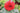 A close-up of a vibrant red rose covered in water droplets, surrounded by green leaves and a soft, blurred garden background.