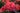 A close-up of a vibrant coral-pink rose in full bloom, surrounded by other rose buds and dark green leaves.