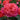A close-up of a vibrant coral-pink rose in full bloom, surrounded by other rose buds and dark green leaves.