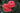 Two coral pink rose blooms with green leaves against a dark green blurred background.