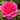 Pink rose with green leaves in the background