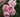A close-up of several light pink roses in full bloom with dark green leaves in the background.