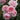 A close-up of several light pink roses in full bloom with dark green leaves in the background.