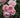 A close-up of several light pink roses in full bloom with dark green leaves in the background.