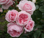 Arborose® Kiss Me Kate™