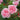 Pink roses with green leaves in a garden setting