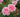 Pink roses with green leaves in a garden setting