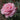 A close-up of a blooming pink rose with layered petals, surrounded by green leaves and small buds in a garden setting.