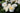 A close-up of white roses with pale yellow centers, surrounded by dark green leaves and buds in natural outdoor light.