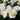 A close-up of white roses with pale yellow centers, surrounded by dark green leaves and buds in natural outdoor light.