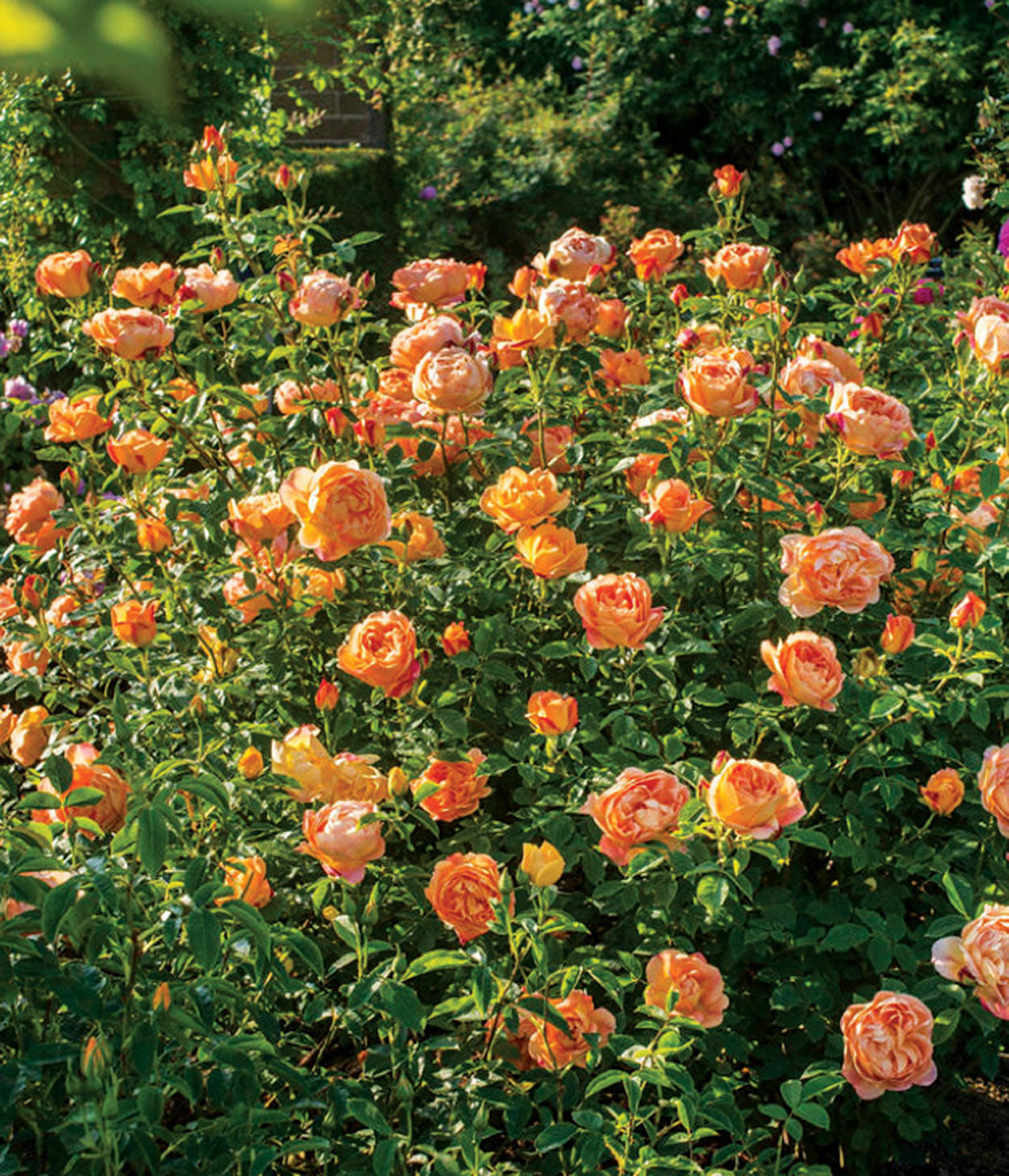 Rowena Roses Lady of Shalott™ | Bare Root Mail Order Roses | Lakeview Roses