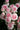 A close-up cluster of light pink roses with white edges, shown in full bloom against a dark green foliage background.