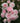 Cluster of soft pink roses with green leaves in the background. 