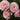 Four light pink roses with layered petals blooming on a leafy green plant, photographed close up outdoors.