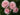 Four light pink roses with layered petals blooming on a leafy green plant, photographed close up outdoors.