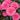 A close-up of a pink rose bush with multiple fully bloomed double-flower roses and dark green leaves.