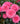 A close-up of a pink rose bush with multiple fully bloomed double-flower roses and dark green leaves.