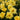 A dense cluster of bright yellow roses in full bloom with dark green leaves, photographed closely up close.