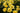 A dense cluster of bright yellow roses in full bloom with dark green leaves, photographed closely up close.