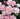A close-up cluster of light pink roses with soft white edges, some fully bloomed and others budding, set against dark green foliage.