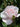 A close-up of a pale pink rose bloom with water droplets on its petals, surrounded by dark green leaves and buds.