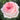 A close-up of a blooming rose with layered petals in soft pink fading to pale cream, set against a blurred background of green leaves.