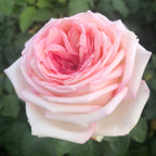 Eleganza® Meine Rose®