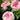 Pink and white roses blooming in a garden with green foliage.