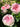 Pink and white roses blooming in a garden with green foliage.