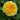 Yellow rose with green leaves on a blurred green background