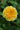 Yellow rose with green leaves on a blurred green background