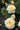 Cream and pale yellow roses in full bloom with dark green foliage, photographed in a garden setting.