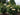 Yellow and cream rose bushes in full bloom with green foliage in a garden setting.