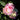 A single pink rose bloom with pale cream inner petals, photographed outdoors among dark green leaves in bright sunlight.