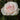 A single pale pink and white rose in full bloom surrounded by dark green leaves.
