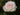 A single pale pink and white rose in full bloom surrounded by dark green leaves.