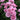 A close-up of a lilac pink rose bush with multiple lilac  pink flowers and dark green leaves.