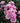 A close-up of a lilac pink rose bush with multiple lilac  pink flowers and dark green leaves.