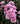 A close-up of a lilac pink rose bush with multiple lilac  pink flowers and dark green leaves.