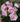 A close-up cluster of lilac roses with green leaves in a garden setting.