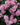 Lilac  roses with layered petals blooming in front of a gray metal trellis, surrounded by green foliage.