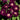 Close-up of deep purple roses showing yellow stamens and light centres with green leaves