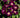 Close-up of deep purple roses showing yellow stamens and light centres with green leaves