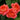 Three blooming coral-pink roses with layered petals and dark green leaves, photographed close up in a garden setting.